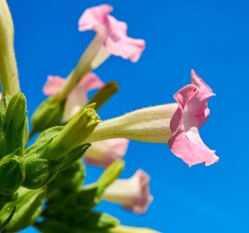 SEMILLAS PLANTA DE TABACO ECO AUTOCTONA 0,2GRS SEMILLAS