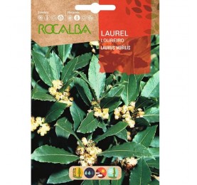 LAUREL LAURUS NOBILIS SOBRE DE SEMILLAS