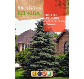 PICEA SOBRE DE SEMILLAS