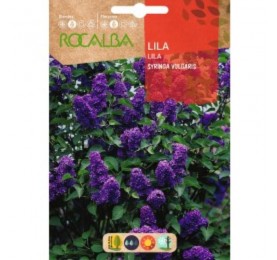 LILA SYRINGA VULGARIS SOBRE DE SEMILLAS