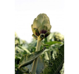 Alcachofa Lorca sobre de25 sems