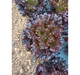 Lechuga Vitorina sobre de 100pild