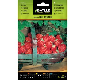 Semillas de Fresas del bosque